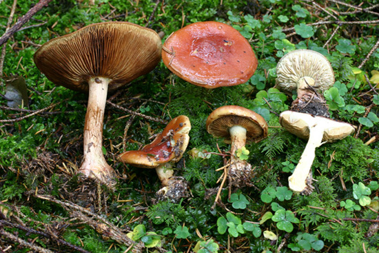 Quiz:odore simile a ci� che gli arabi chiamano ZAHARA